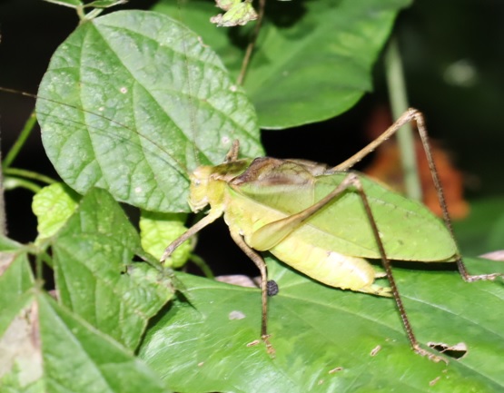 クツワムシの棲む森_緑色型のクツワムシ♂_2021年9月20日18時40分頃 気温25度